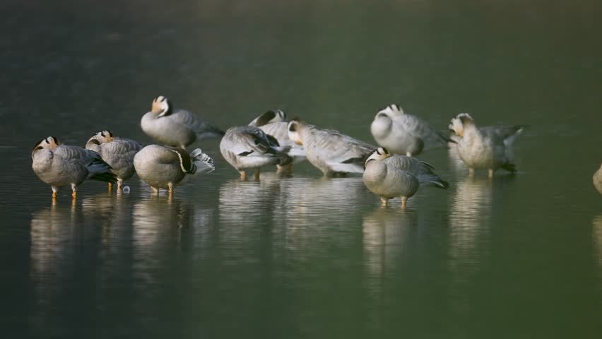 Aquatic habitat: A colony of Bar-headed Geese occupying a riverbank and shallow water. The soft natural light highlights their unique markings and the ripples of the blue river.