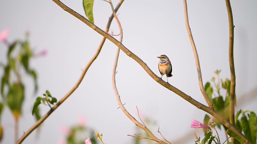 Spring migration: A male Bluethroat vocalizing on a reed perch. The image captures the energy of the song and the beauty of its multi-colored throat markings.