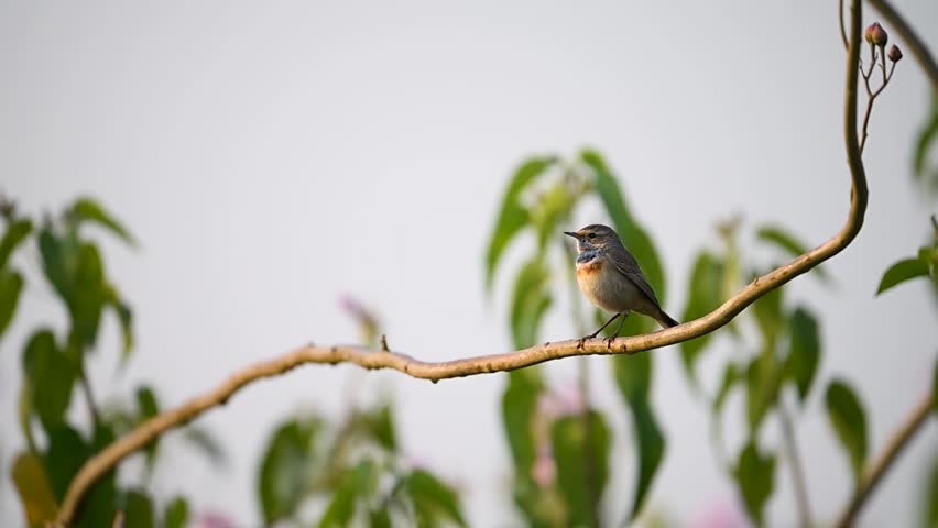 A stunning male Bluethroat (Luscinia svecica) singing from a wooden perch. The early morning sun illuminates its vibrant blue throat and central rusty-orange spot.