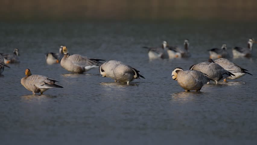 A large flock of Bar-headed Geese (Anser indicus) calmly resting in a shallow river. The distinct black bars on their heads are clearly visible against their soft grey plumage.