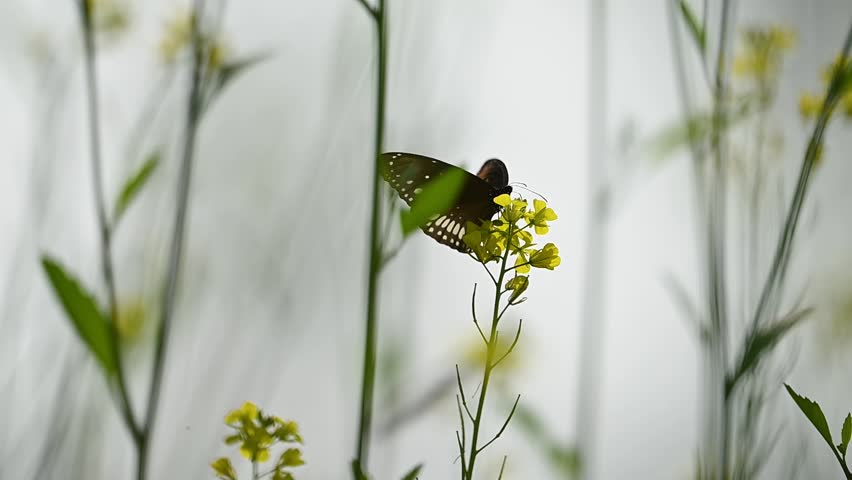 Macro view of a Common Crow butterfly nectaring. Its proboscis is extended into the tiny petals of a mustard bloom, showing the delicate interaction between insect and plant.