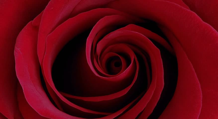 Rose flower video background with a gentle rotating effect, creating a magical and romantic atmosphere. Perfect for Valentine’s Day, birthdays, proposals, love messages, wedding slideshows, romantic intros, dreamy presentations, and heartfelt celebrations of love.