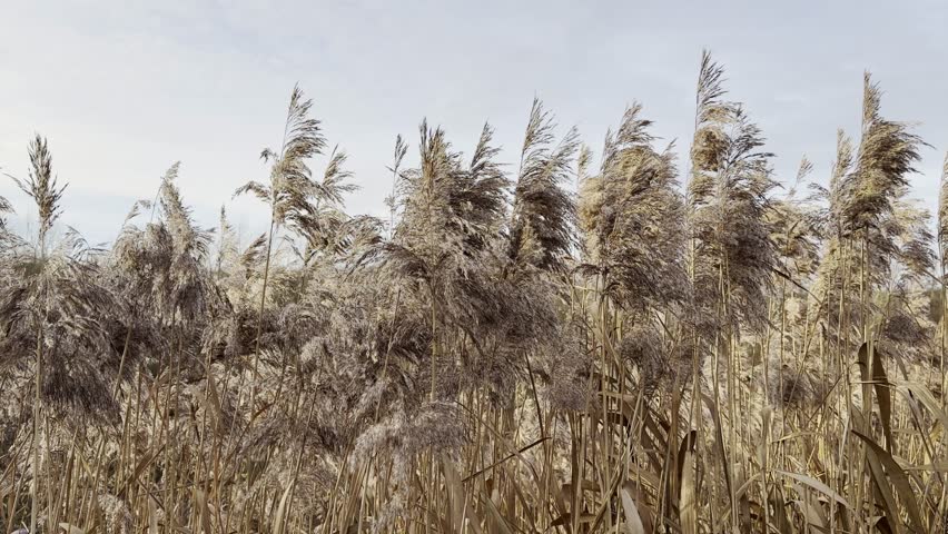 Autumnal impression: Dried reeds (Phragmites) in the wild