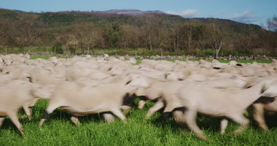 Lateral camera pan follows a flock of light‑coloured sheep running together across lush green pasture in open countryside with distant trees and hills under a clear blue sky.