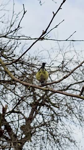 A blue tit, a forest bird, eats on a tree branch in nature against the backdrop of the sky and clouds