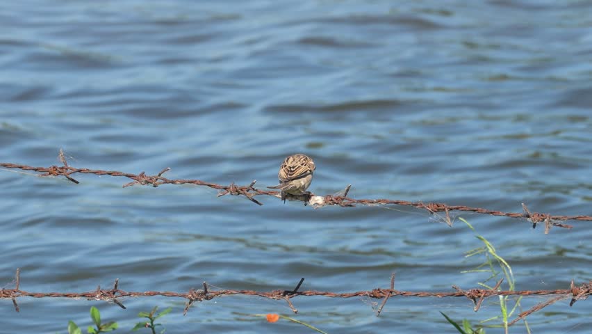 A small sparrow bird is standing on wire barb with water background, with fast movement. Animal living in nature scene.
