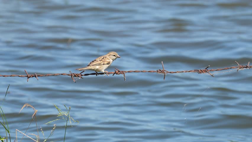 A small sparrow bird is standing on wire barb with water background, with fast movement. Animal living in nature scene.