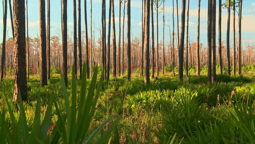Wide view of the pine flatwoods ecosystem in Okefenokee Swamp with longleaf pines rising from dense understory of green saw palmettos