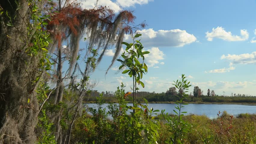 Hanging Spanish moss from cypress trees with view of calm lake and distant wetland under blue sky. Okefenokee Swamp, Georgia, USA