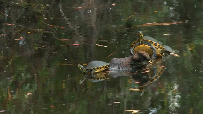 Group of yellow bellied slider turtles (Trachemys scripta scripta) rests on partially submerged log in still, reflective water of Okefenokee Swamp, USA