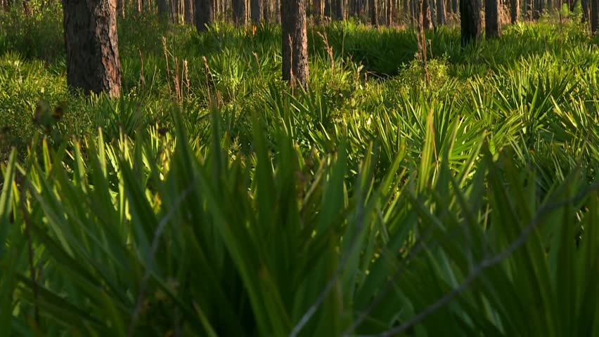 Low angle view of dense palmetto plants, tilt up to reveal tall pine trees in Okefenokee Swamp, Georgia, USA