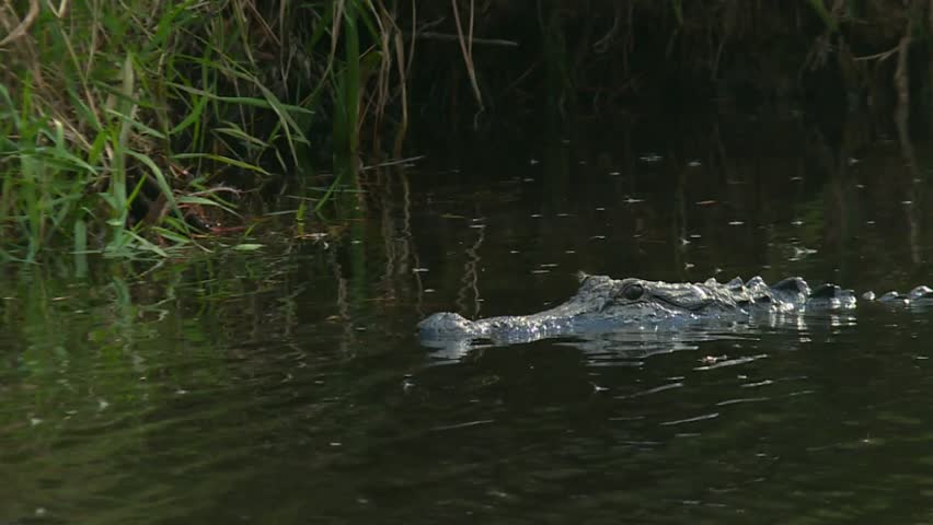 Alligator swims slowly near grassy bank in Okefenokee Swamp, Georgia, USA.