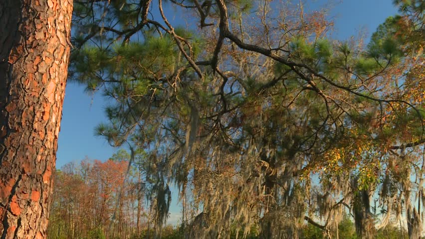 Spanish moss draping from pine and cypress branches under a clear sky. Tilt down reveals calm, reflective swamp water in Okefenokee Swamp, Georgia, USA.