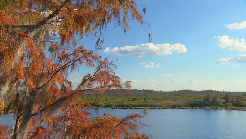 Orange autumn cypress branches in foreground with wide view of calm blue lake and green swamp vegetation under cloudy sky. Okefenokee Swamp, Georgia
