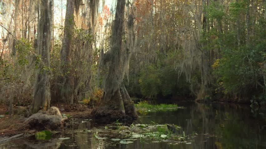 Tall cypress trees draped in Spanish moss rise above reflective, still water in Okefenokee Swamp, Georgia, USA