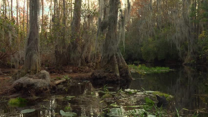Large cypress trees with Spanish moss surround still, reflective water with lily pads in Okefenokee Swamp, USA