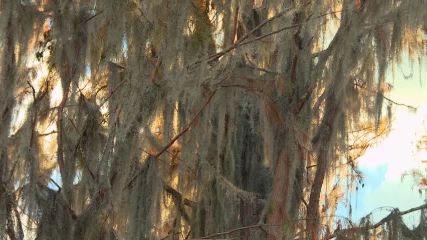 Spanish moss draping over cypress tree branches in Okefenokee Swamp at sunset. Zoom in view