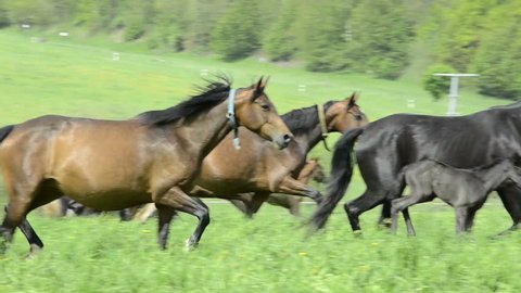 warmblood mares and foals on meadow 