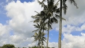 Tropical scenery featuring tall coconut palm trees swaying against a vibrant blue sky filled with fluffy white clouds. Perfect for travel, vacation, summer vibes, and serene island atmosphere. - Powered by Shutterstock - Get 15% off with code: PIKWIZARD15