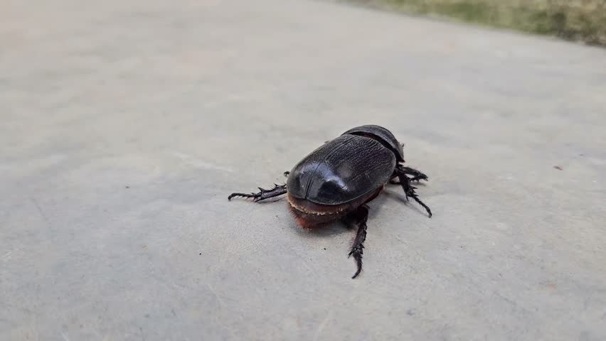 A dark rhinoceros beetle crawling on a light concrete surface outdoors in natural daylight. Natural footage of an animal in motion video