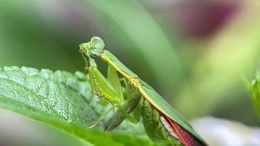 Praying mantis on green leaf with blurry background. Green Praying Mantis.