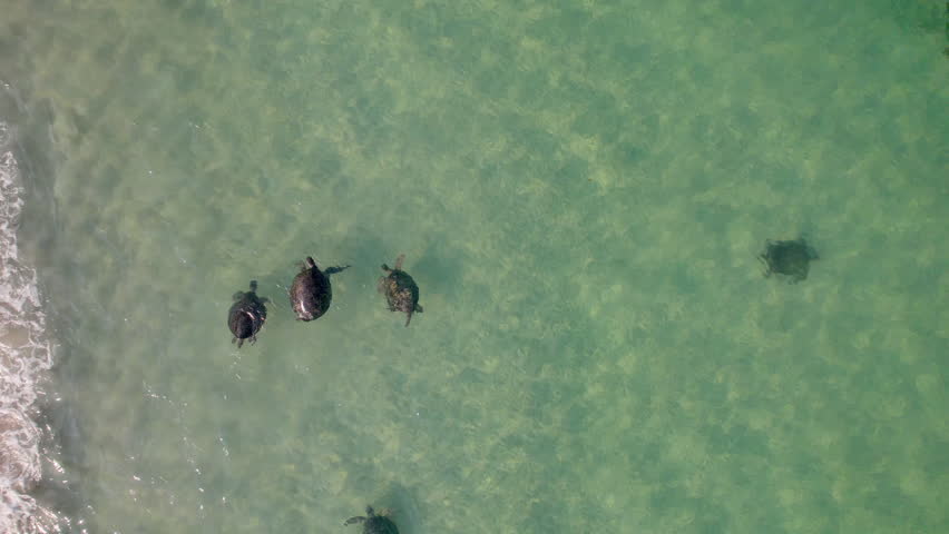 Drone captures five Green and Loggerhead turtles near the shore, four actively swimming, showing mating interactions and natural movement in shallow clear waters at Ningaloo Reef, Exmouth.