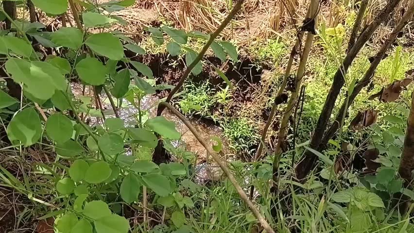 A close-up of vibrant green foliage and wild plants bordering a small, hidden stream. This serene nature footage is perfect for environmental storytelling, botanical studies, and peaceful background.