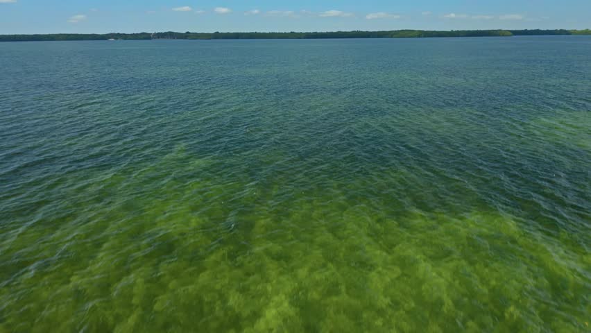 Calm freshwater lake with clear water allowing visibility of underwater plants, accompanied by a distant tree-lined shoreline under a clear sky on a sunny day.