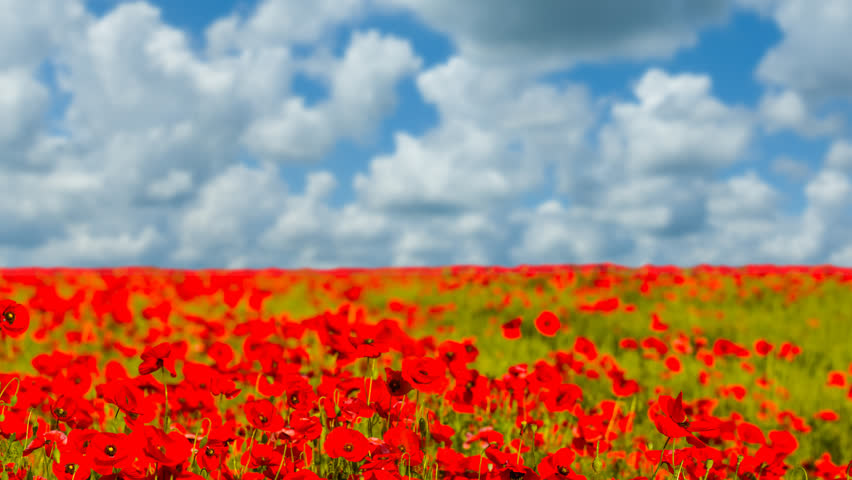 red poppy flowers in prairie on blue cloudy sky, beautiful summer natural flower time lapse scene
