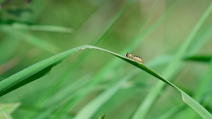 An ordinary hoverfly, also known as the long hoverfly, sits on a green leaf. Side view. The leaf with the insect gently sways in the wind. Medium shot.