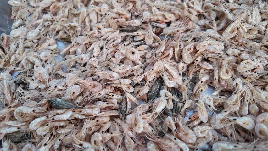 Dried shrimp showcase small, translucent texture, highlighting seafood preparation and rich flavor, capturing essence of marine life and ocean culinary traditions in various cuisines