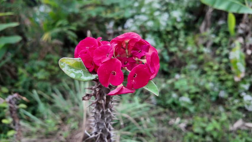 Vibrant red flowers bloom on spiky plants, surrounded by lush greenery, where petals create striking visual appeal in beauty of natures outdoor landscape