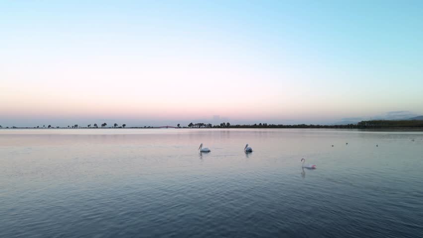 Aerial View of Pelicans and Flamingo on Calm Lake at Sunset