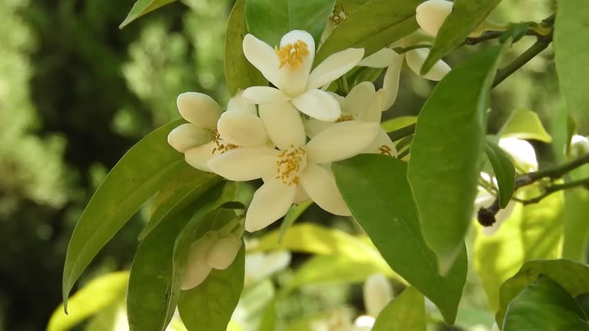 Fragrant white orange tree flowers and buds gently moving in a spring breeze in a lush green garden in Seville, capturing Mediterranean atmosphere, freshness, and seasonal bloom.