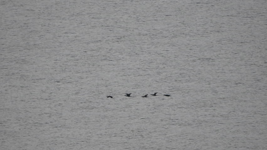 Birds flying water, flock of wild fowl flying low across the gray surface of a large natural lake.