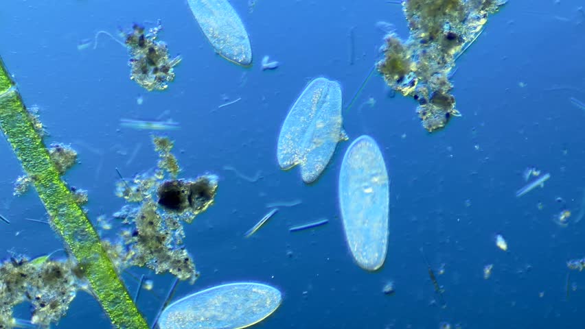 Paramecium conjugation under the microscope at 100x Magnification