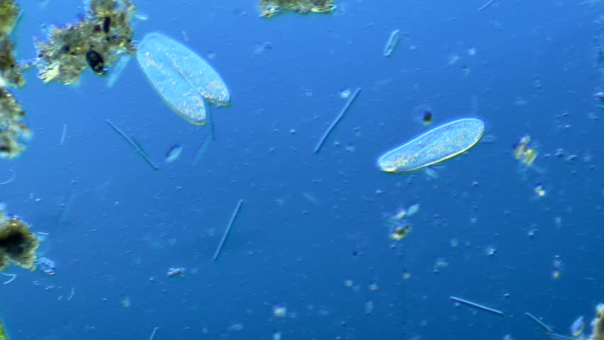Paramecium conjugation under the microscope at 100x Magnification