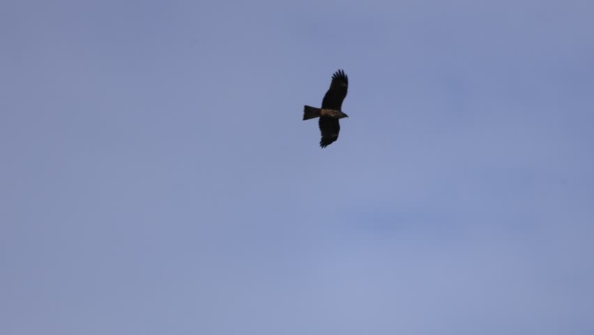 A Black Kite (Milvus migrans) flying in wide circles, displaying effortless soaring behavior while scanning the landscape below in natural open skies.