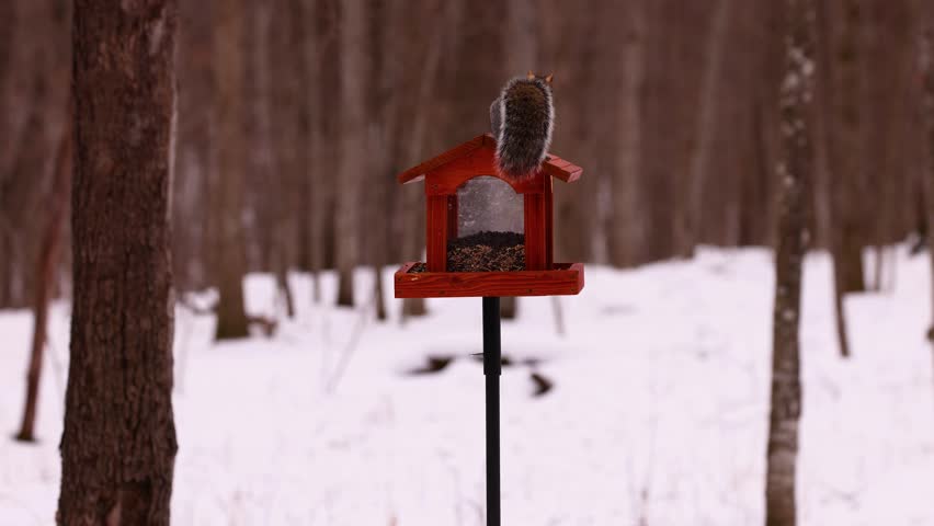 Eastern gray squirrel (Sciurus carolinensis) investigating and eating birdseed on a hopper style bird feeder during winter in Wisconsin