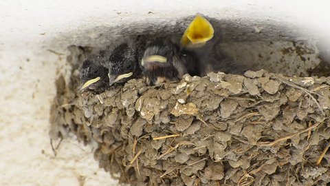Swallow Baby Chicks Feeding on Nest (HD), Four Swallow Baby chicks on nest waiting mouth opened to be fed by their parents. 