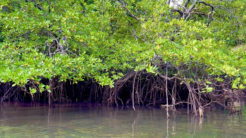 Kelumpang Bay in Kotabaru Regency is a very natural mangrove ecosystem with coral conditions covered with seagrass beds which is a very popular location for turtles (Chelonioidea) as a feeding location.