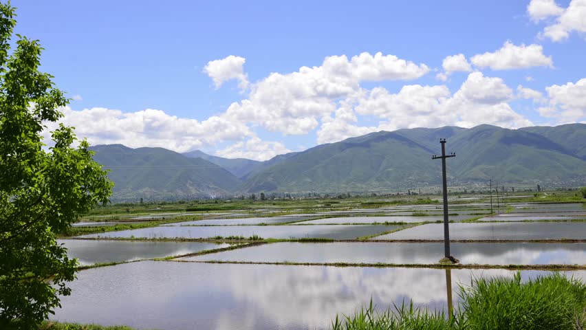 rice field TIMELAPSE. Rice water filled field ready for seeding, spring
