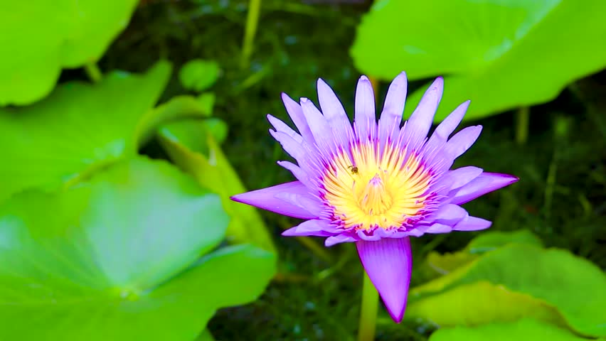 Water lily lotus blue purple pink flower flowers in a flower pot in Patong Beach Kathu District Phuket Island Province Southern Thailand in Southeast Asia.