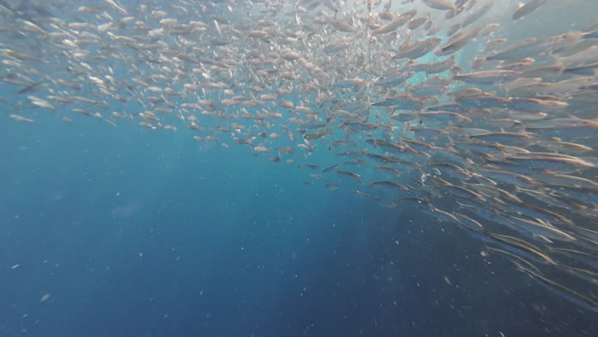 Underwater view of shoal of sardine fish swimming in sea, 4k