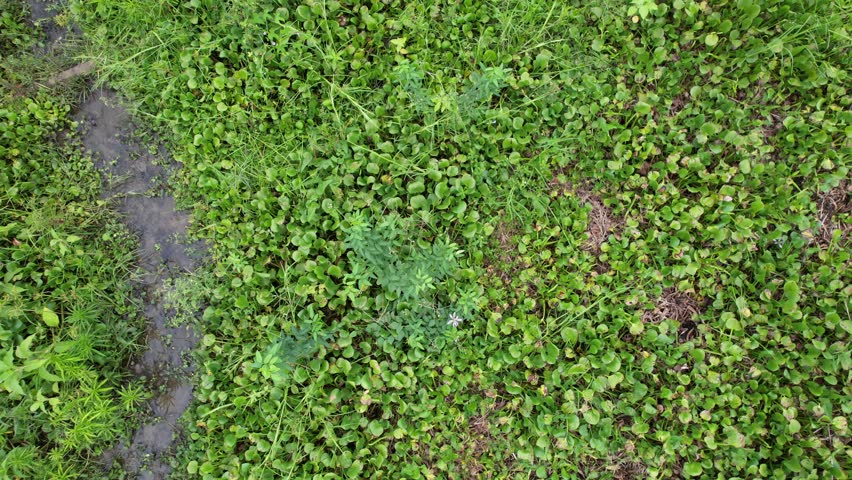 Aerial of Water Hyacinth Flowers, Eceng Gondok