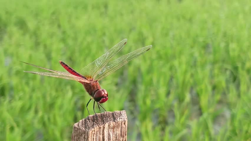Macro of a red dragonfly perched on dry wood with a rice field in the background, predator of agricultural pests such as brown planthoppers and leaf miners