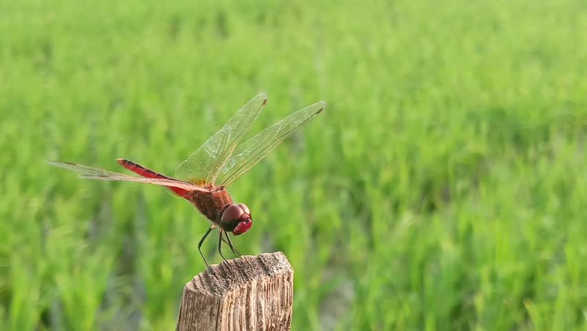 Macro of a red dragonfly perched on dry wood with a rice field in the background, predator of agricultural pests such as brown planthoppers and leaf miners