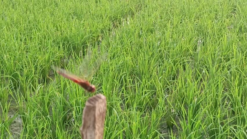Macro of a red dragonfly perched on dry wood with a rice field in the background, predator of agricultural pests such as brown planthoppers and leaf miners