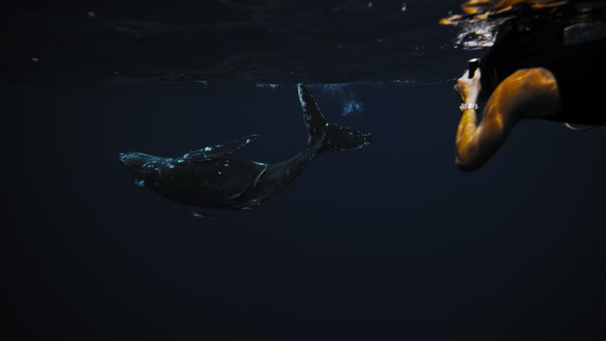 Underwater photographer films humpback whale spinning as bubbles rise from spout in slow motion
