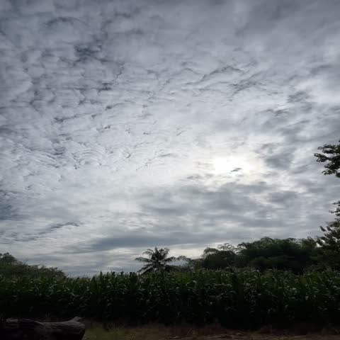 Cloudy sky over dry farmland and trees, peaceful rural scene showing natural weather conditions.